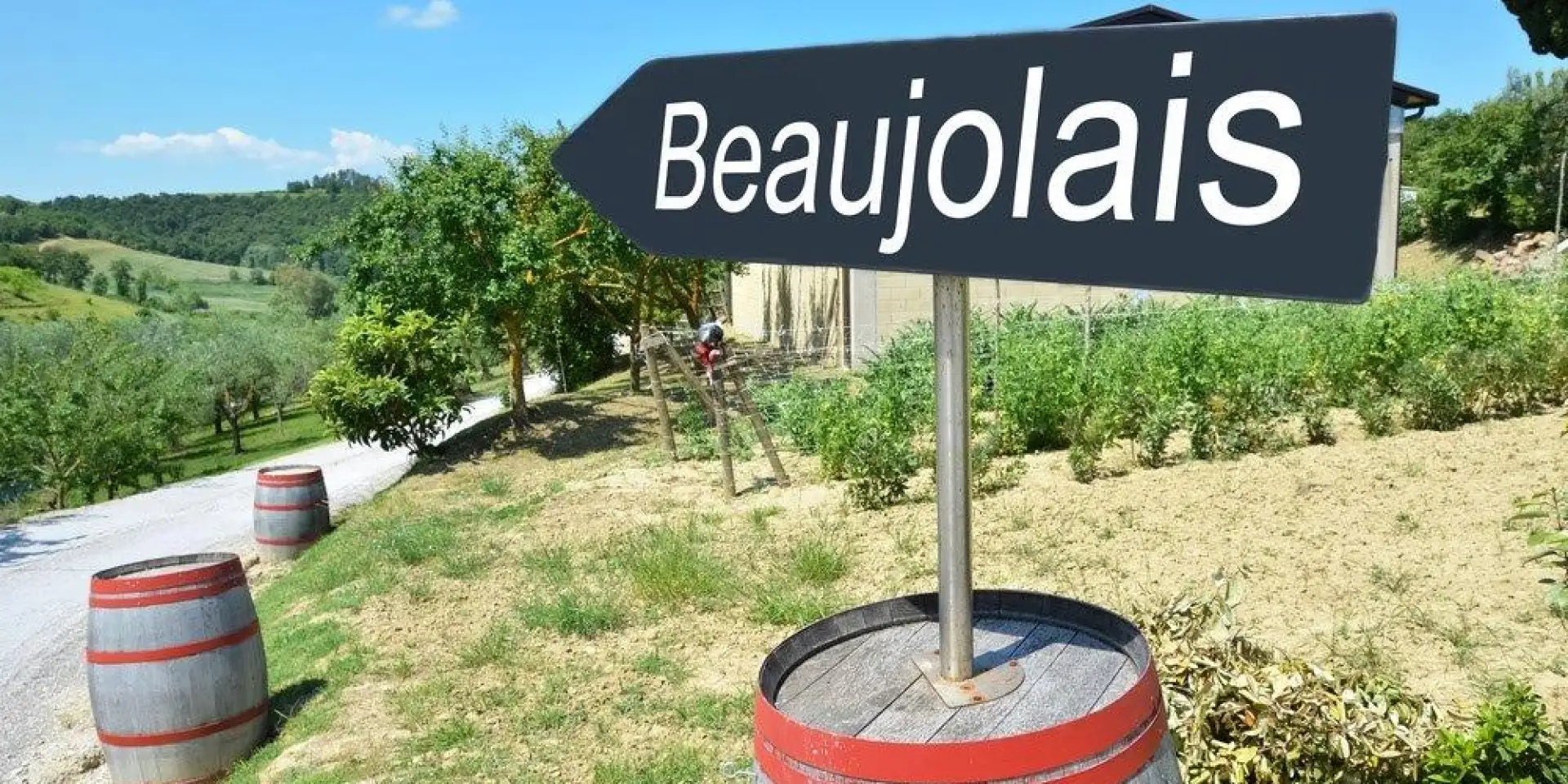 חגיגות הבוז'ולה – Beaujolais
